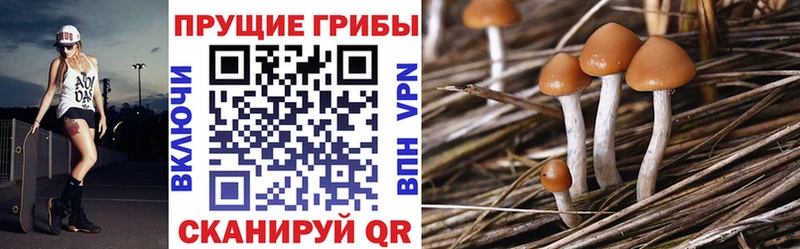 сайты даркнета как зайти  магазин  наркотиков  МЕГА рабочий сайт  Чегем  Псилоцибиновые грибы мухоморы 